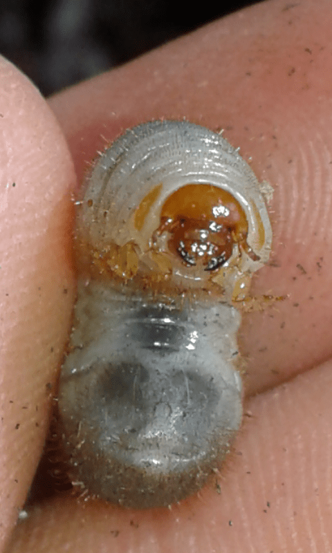 Larve di Oxythyrea funesta (Cetoniidae)?